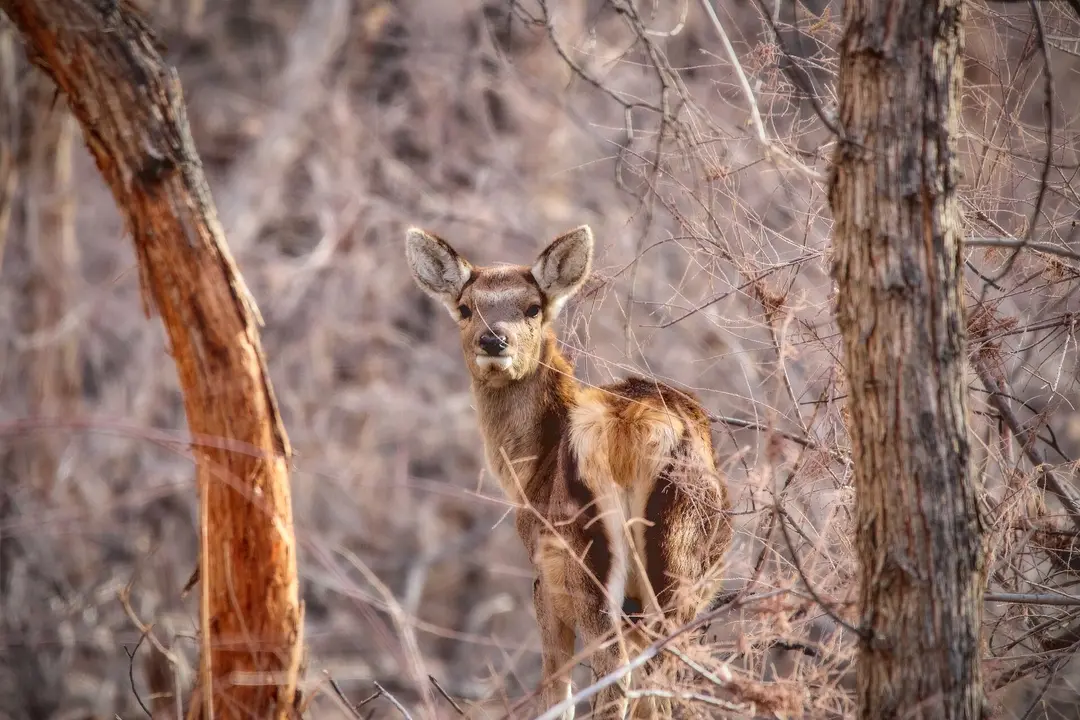Badai-Tugai Reserve: The Floodplain Forests of the Amu Darya