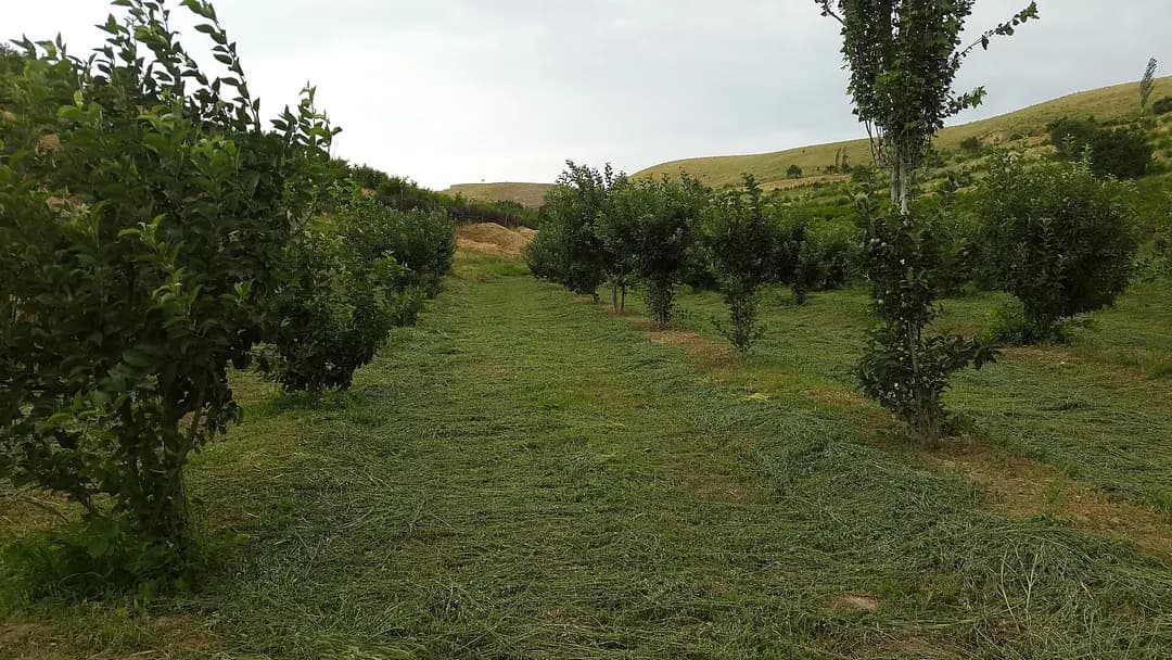 Сады Паркента и предгорья Кураминского хребта