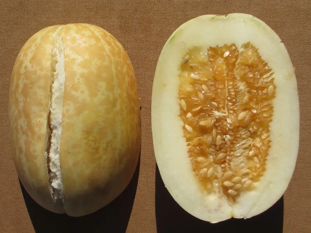 Melon Season in Uzbekistan: When and Where to Taste the Best Melons