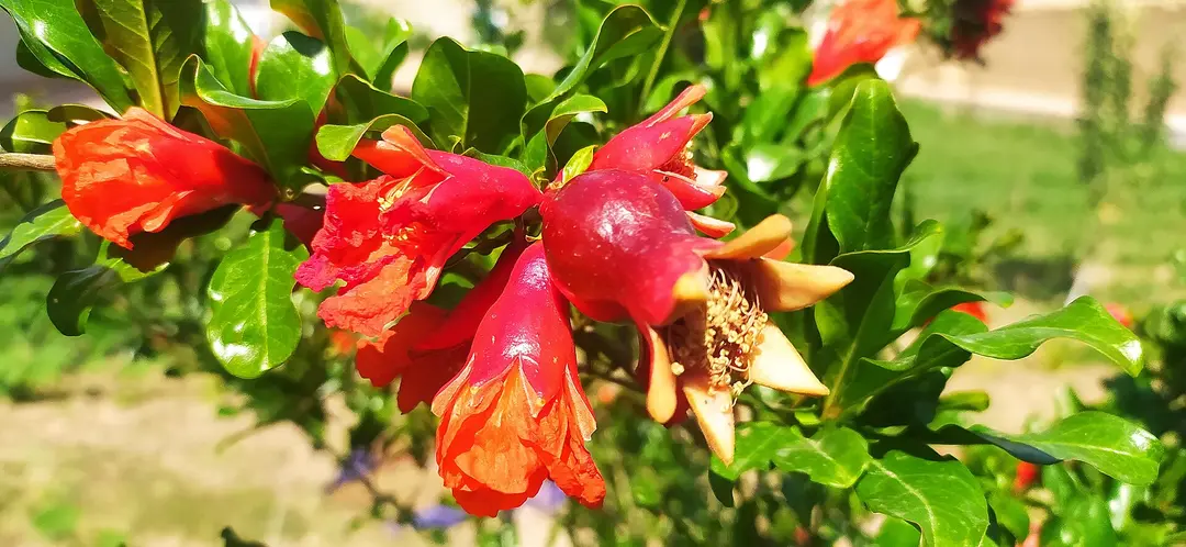 Uzbekistan in Spring: Blossoms, Tulips and Mild Weather