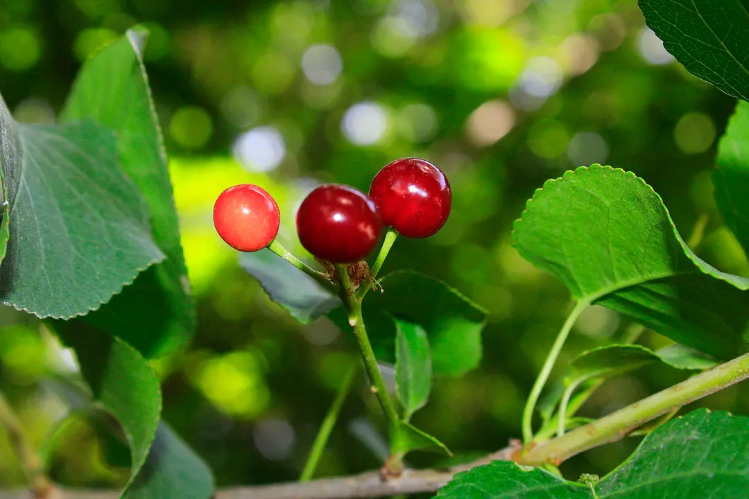 Cherry and apricot season: May and June in the Fergana Valley
