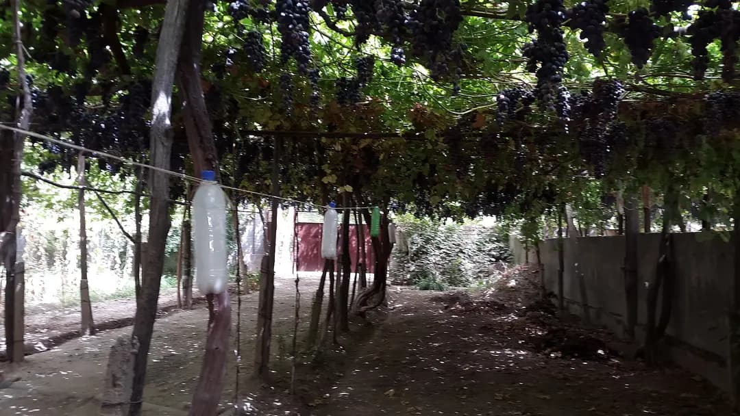 O'zbekistonda uzum mavsumi: navlar, kishmish va vino degustatsiyalari